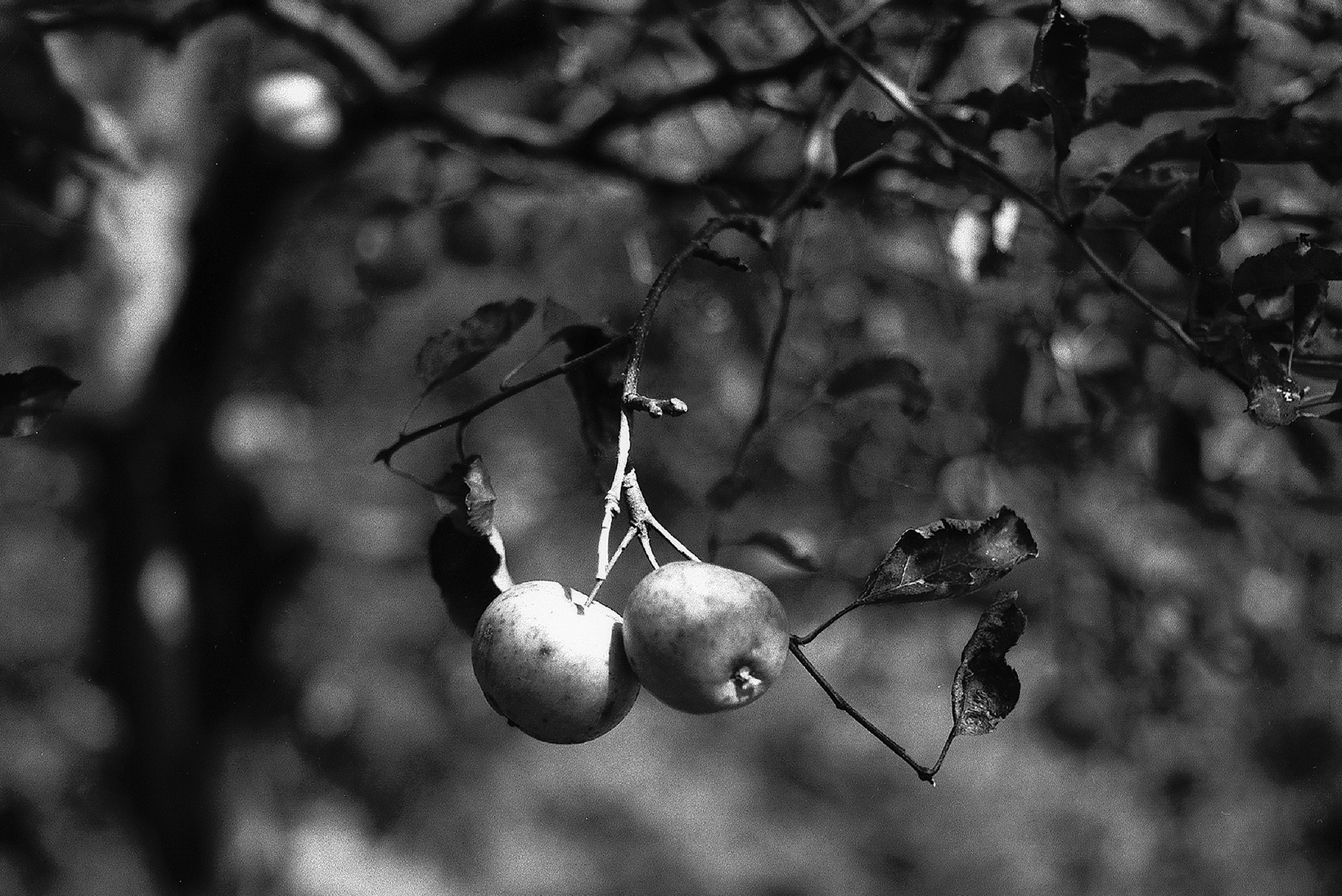 Under The Apple Tree