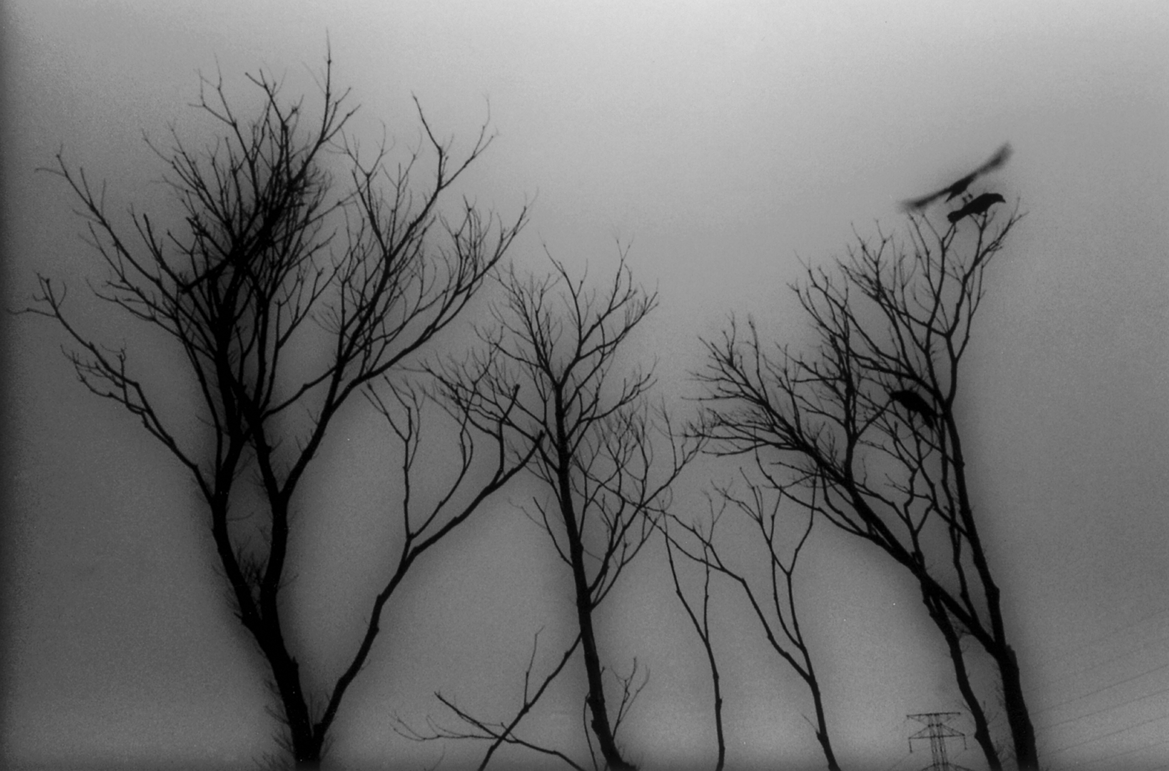 The tops of tall, shadowy, bare-branched trees dominate the image. At the bottom right is a power line tower with power lines going off the image to the right. At the top of the tree on the right is a perched bird and another that is taking flight.