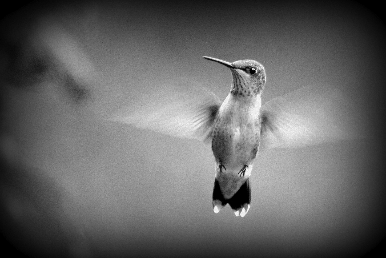 Joyas Voladoras