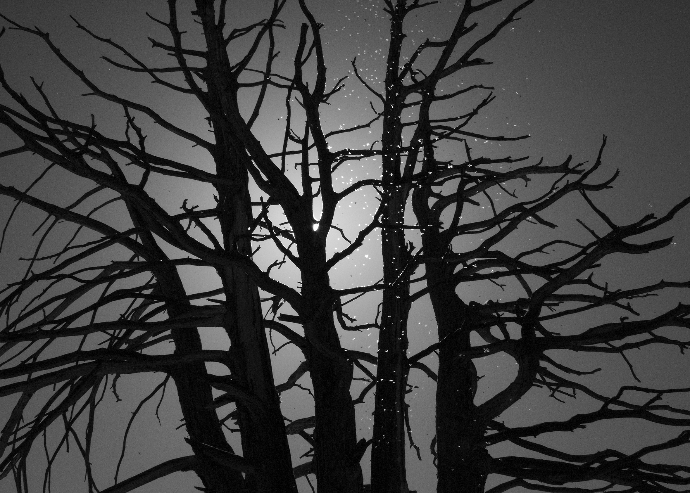 Close-up of the tops of many bare-branched trees with a glow in the center of them and specks of light throughout the image.