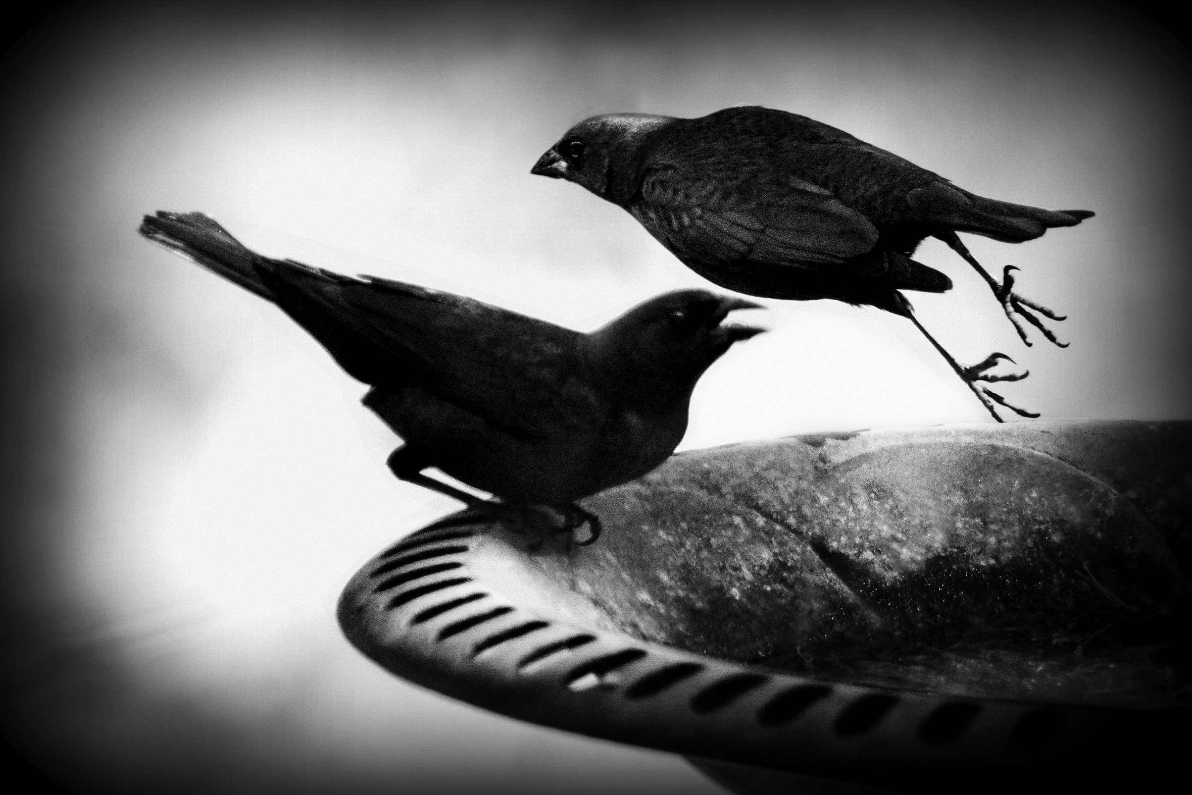 Two birds along the edge of a bird bath