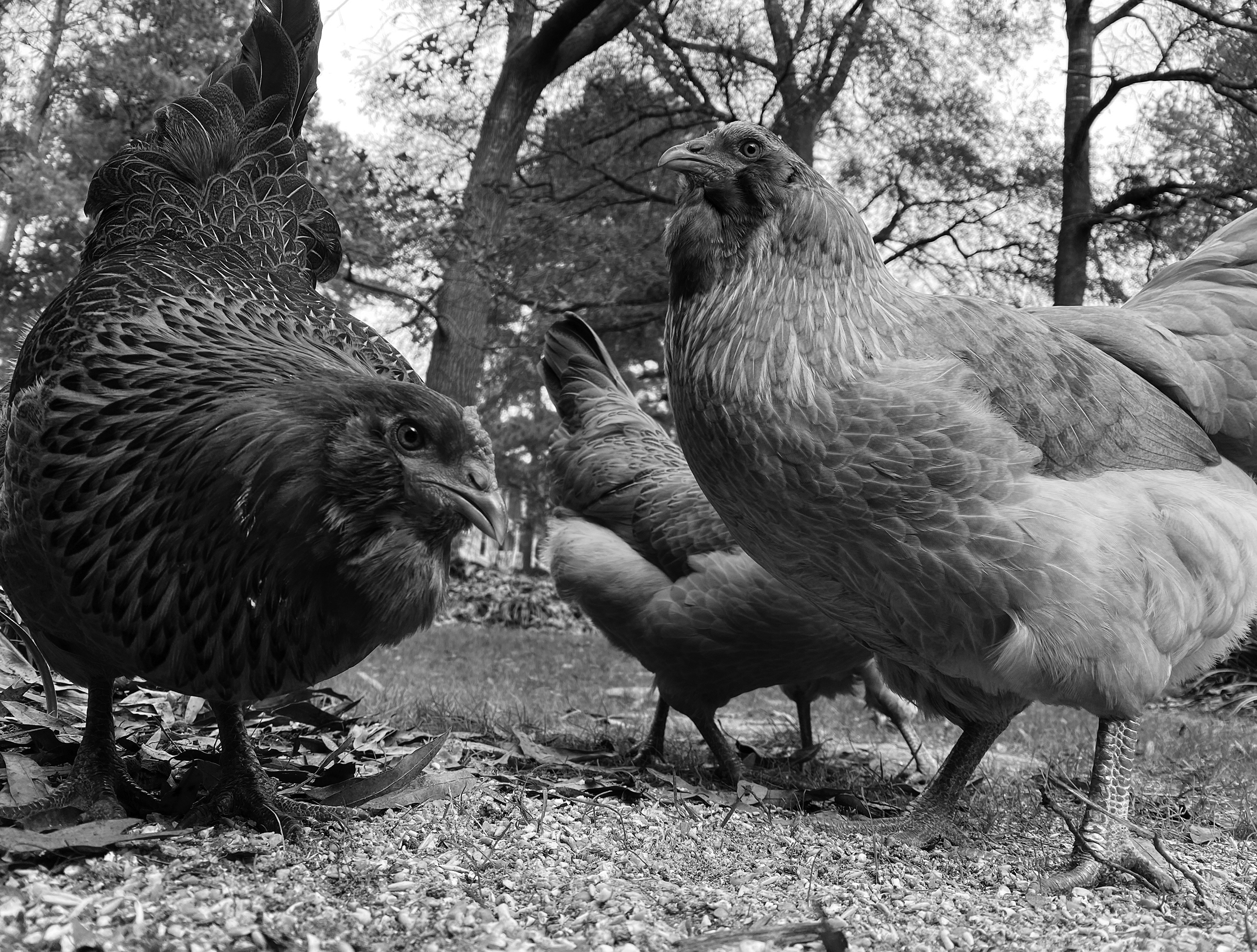 A close-up of a small brood of chickens as they gather on the ground.