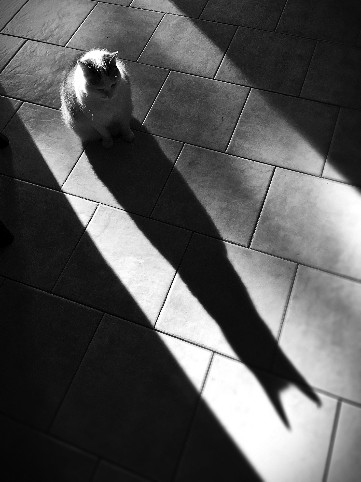 A cat sits in the middle of a sunbeam. Its shadow looms large in front of it.