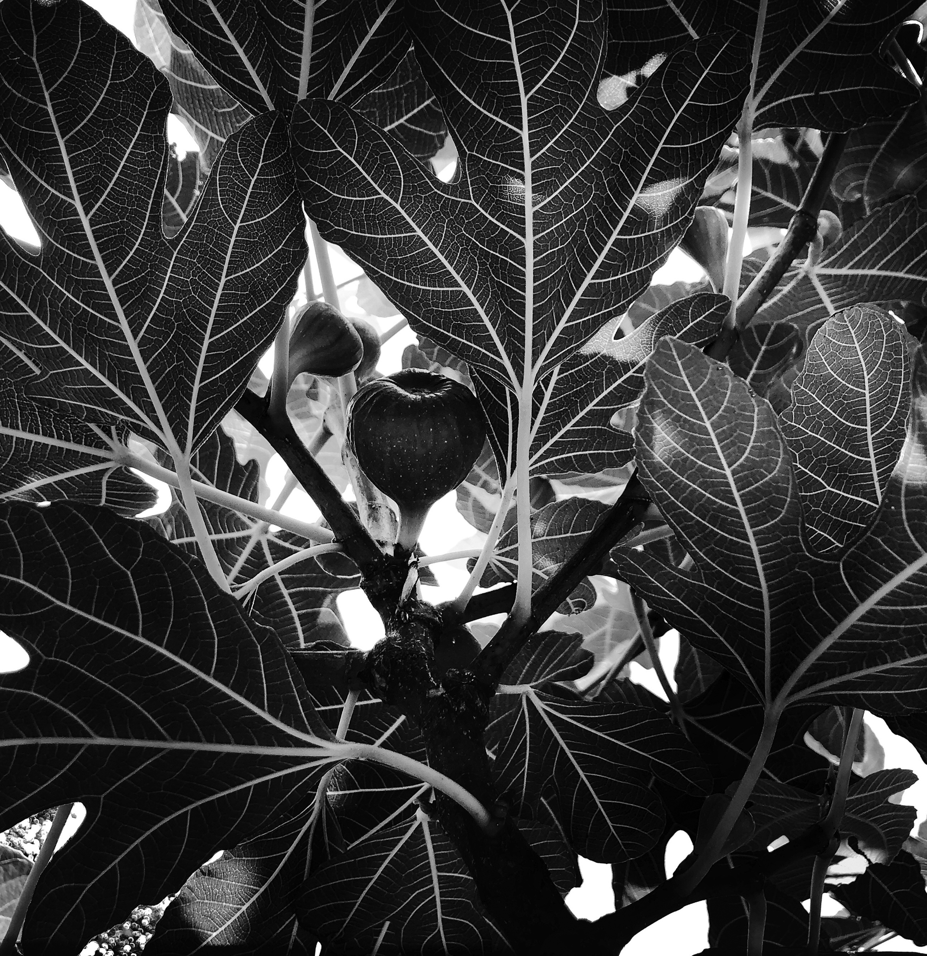 A close-up of figs blooming on a plant with large leaves.