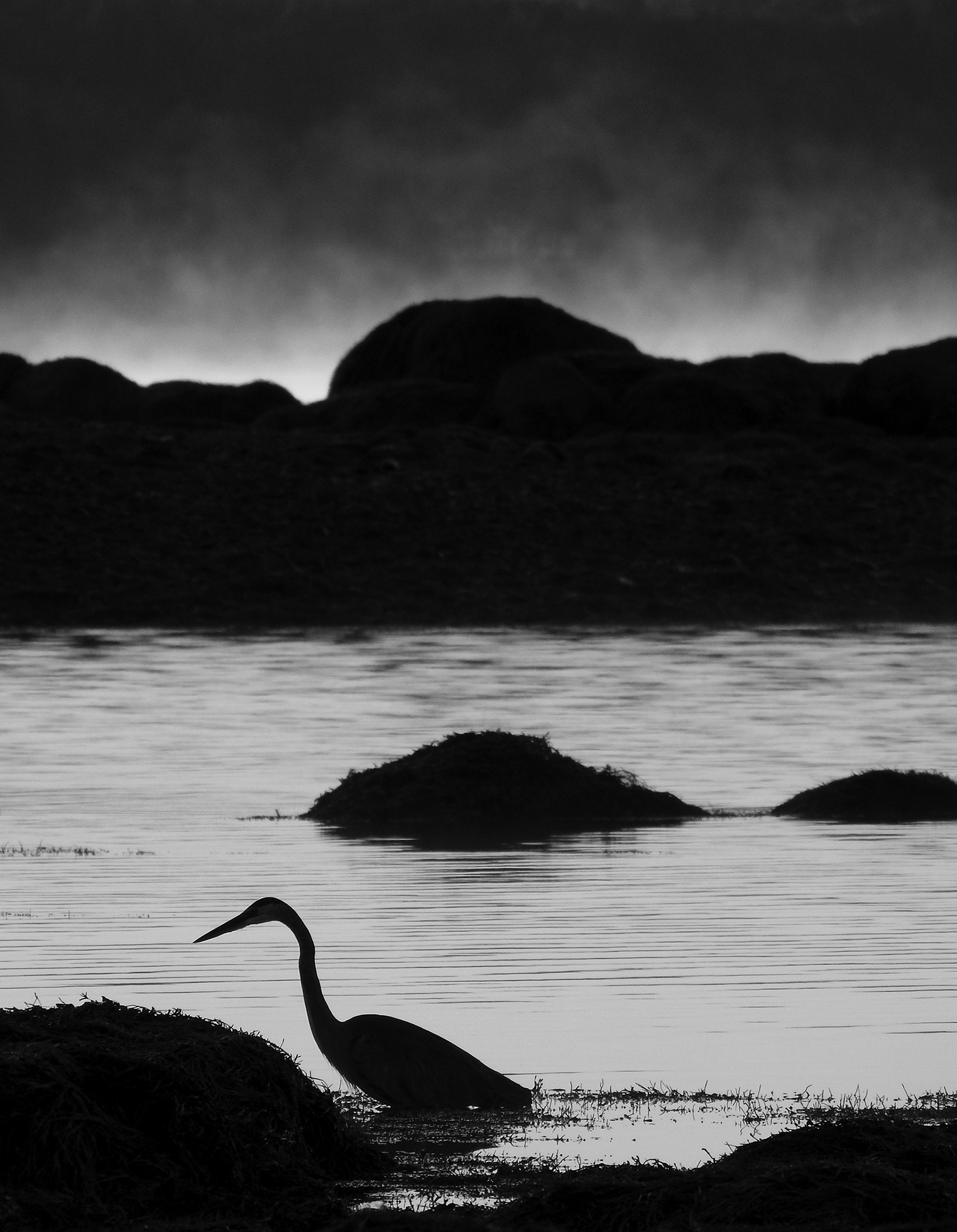 A great blue heron is fishing at dawn. There are hills in the distance.