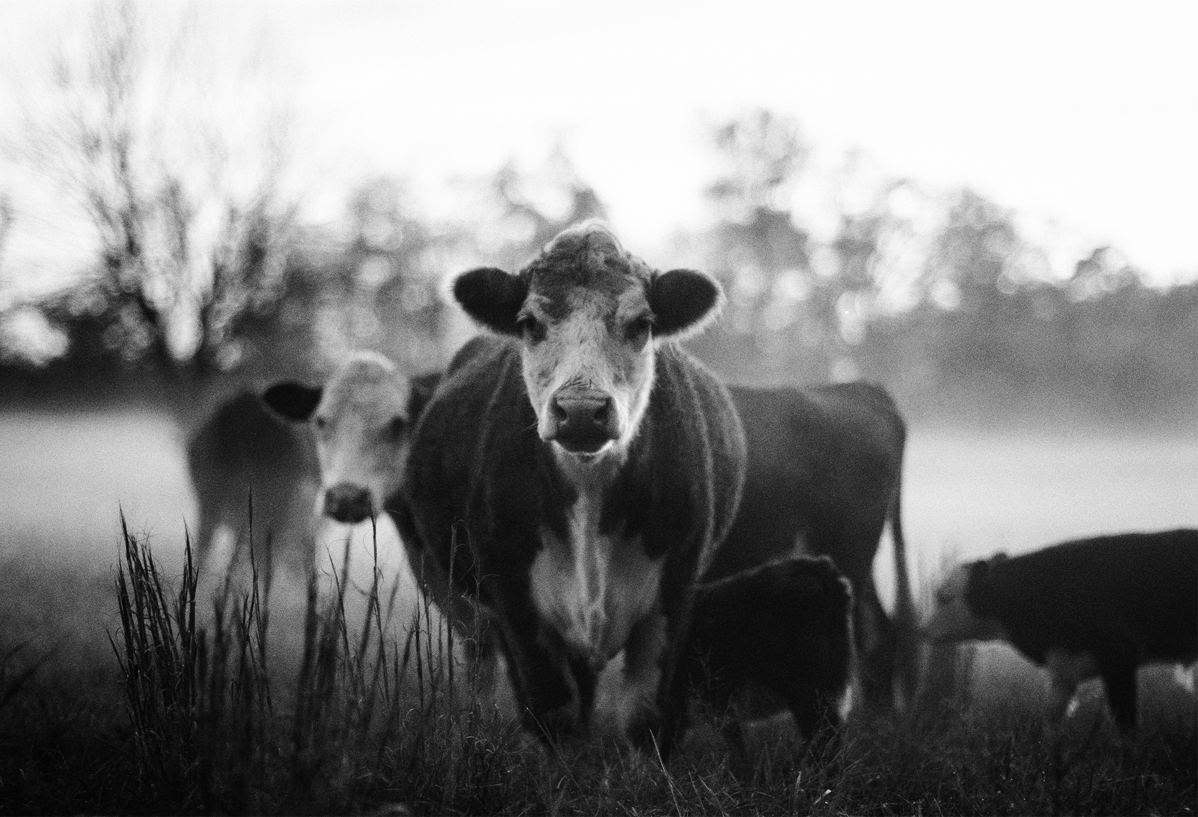 Three cows with two calves close by are in a pasture with blurred trees across the background. Two of the cows are facing the camera.