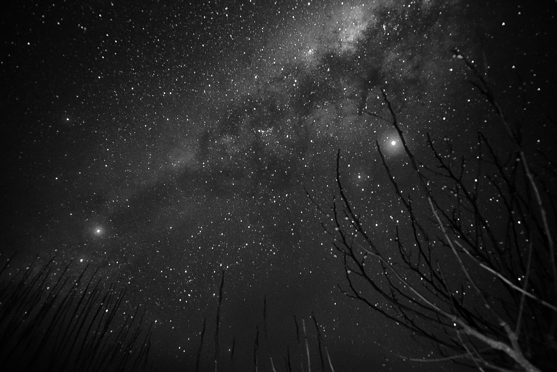 The nighttime sky littered with stars and a stream of the Milky Way. The tips of tree branches peek out from the right side of the image.