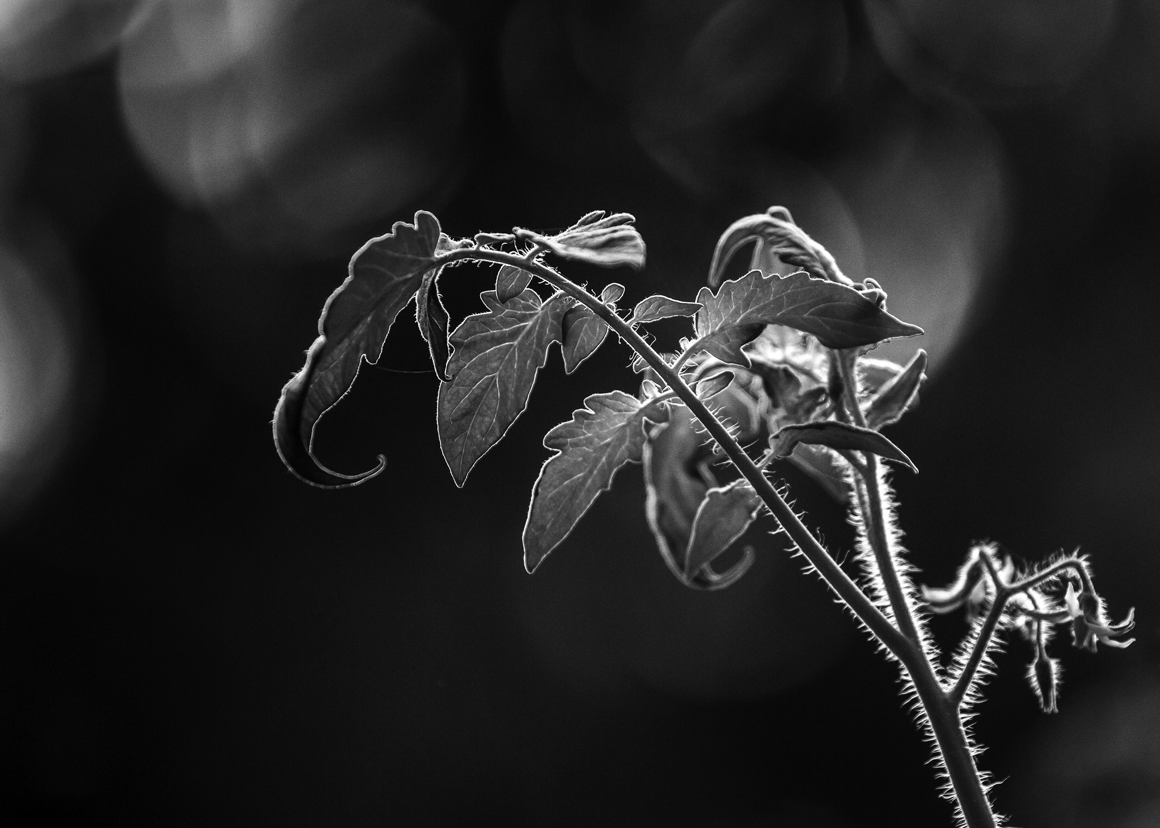 Close-up of the top stems and leaves of a young tomato plant against a blurry background.