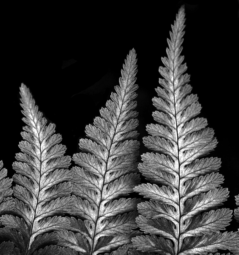 Close-up of three fern fronds against a black background. The fronds are positioned from shortest to tallest, left to right, and appear to be standing tall on their stalks.