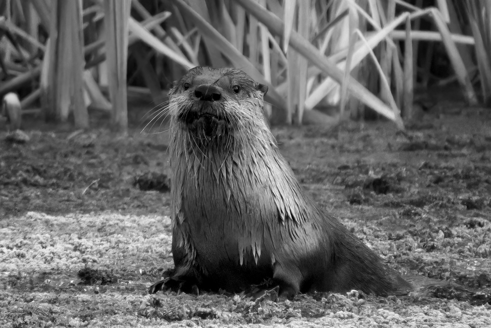 The Peaceful Circle—Year in a Wild Marsh