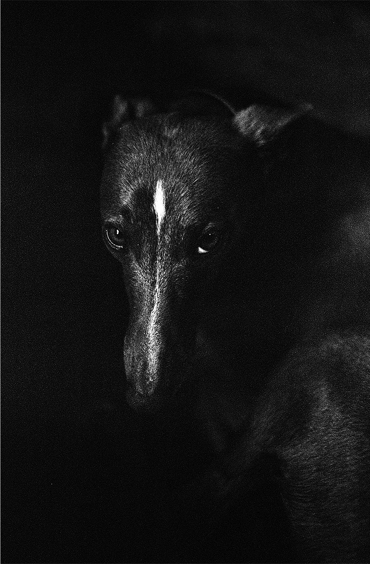 A young black whippet with a white streak between the eyes is curled up on the floor as it looks at the camera.