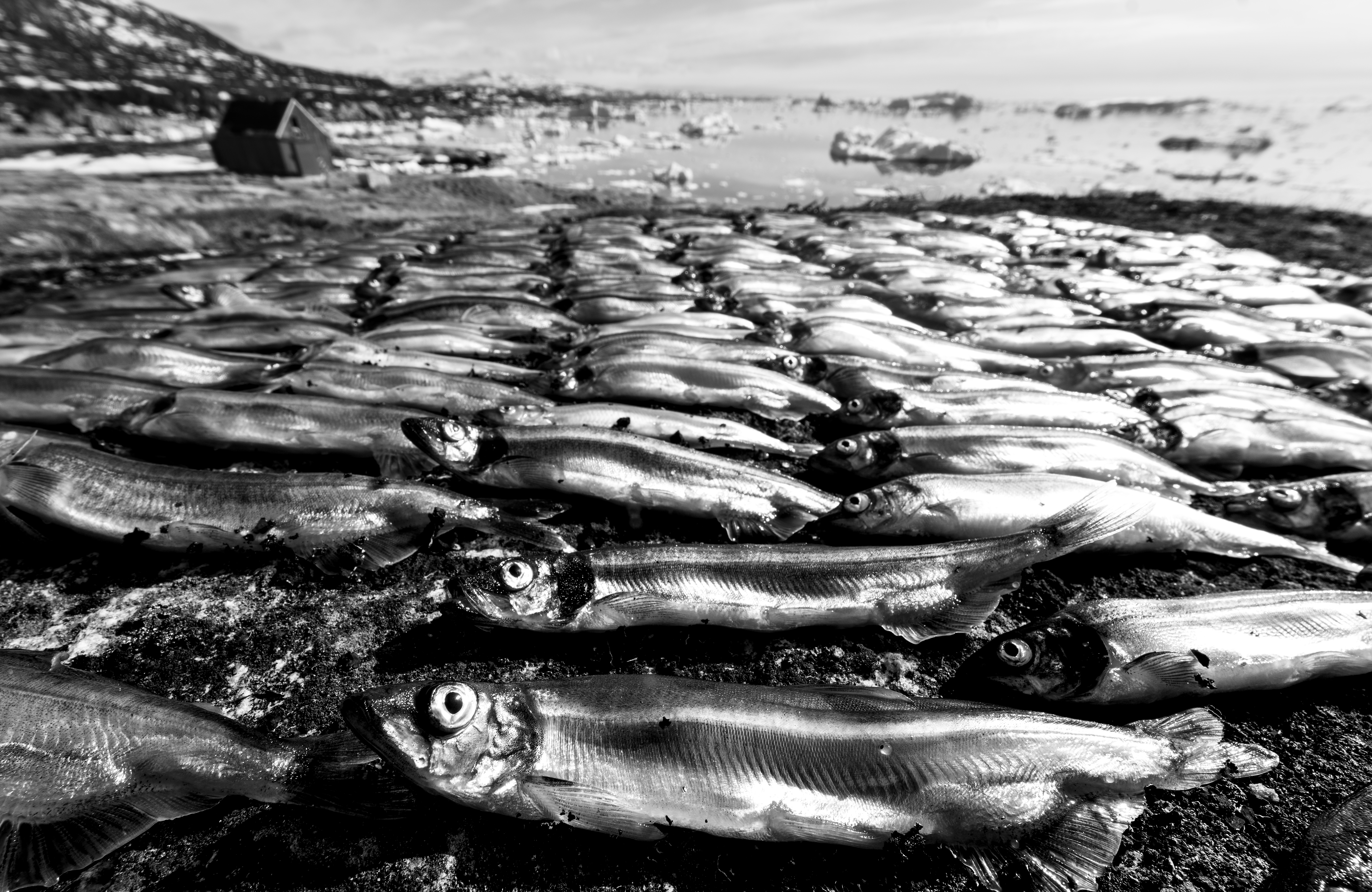 Long, uniform rows of a large number of small fish, capelin, caught in the spring for a family’s winter use. The fish are set out to dry naturally on rocks to retain their nutritional value. The sea with some ice is visible in the background.