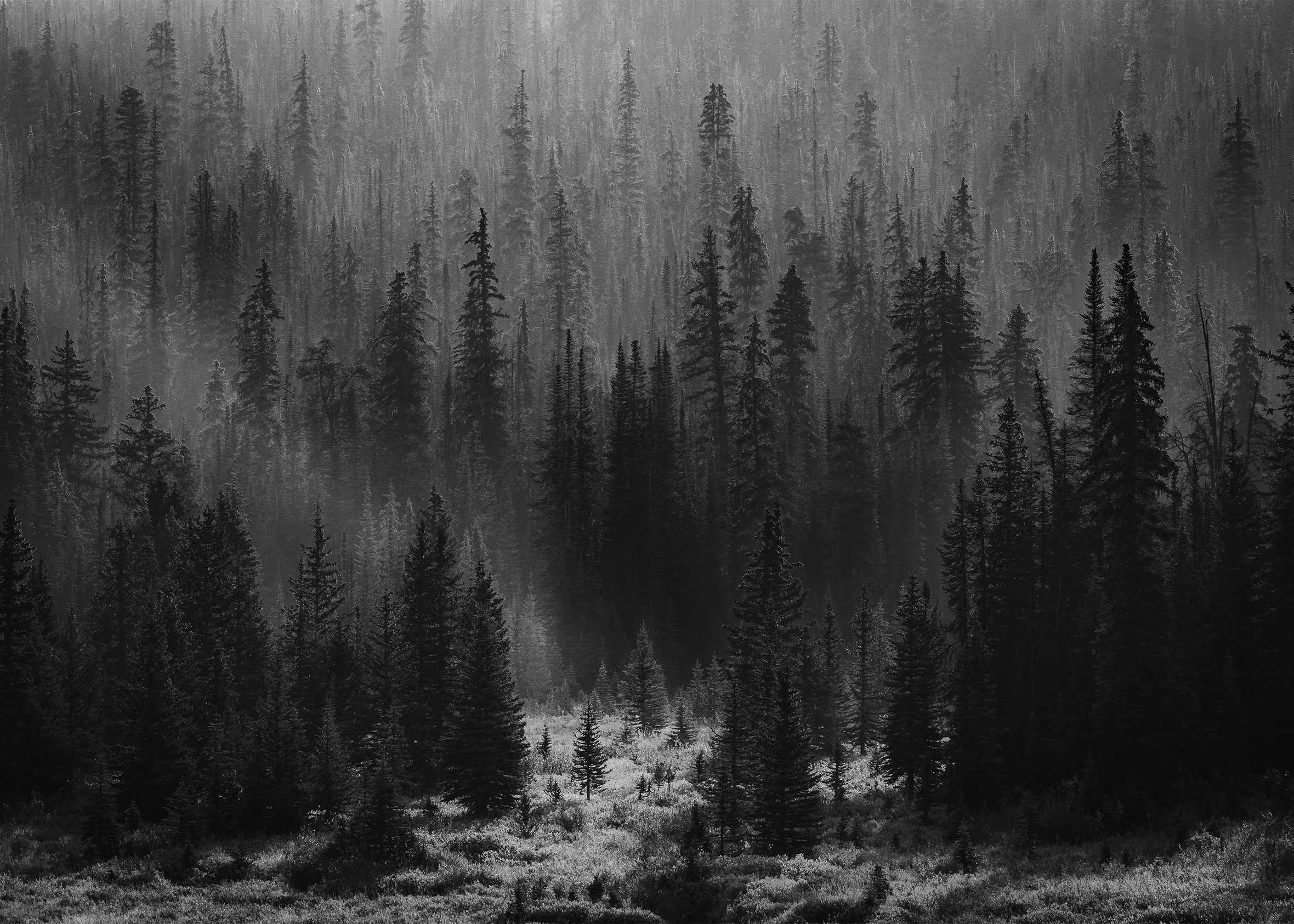 A forested hillside on a foggy morning in the Canadian Rockies as smoke from distant wildfires mingles in and diffuses sunlight into light and dark V-shapes that play against the tall, thin spires of the trees at the differing hillside elevations.