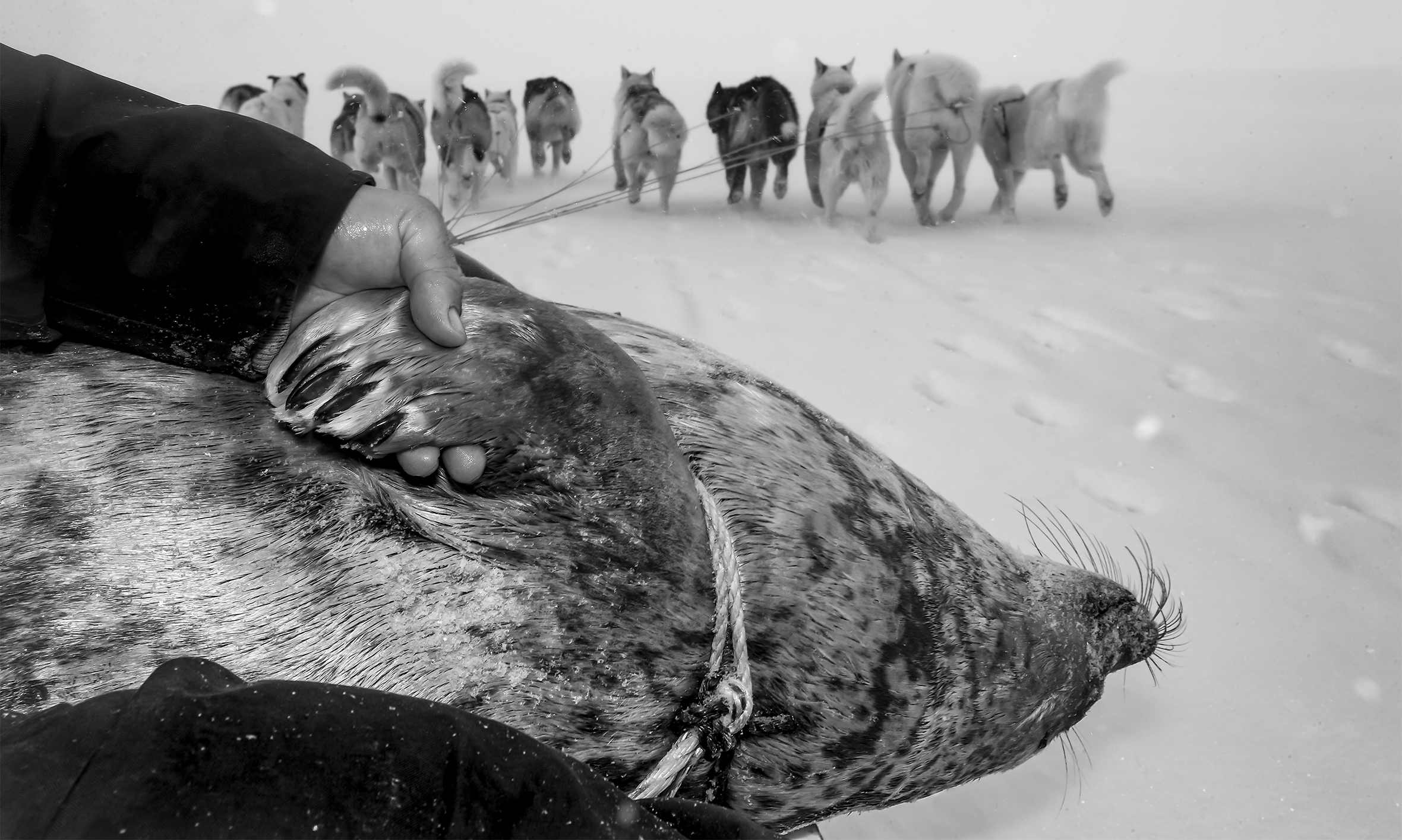 A dogsled team of at least 12 dogs pull a seal hunter and the body of a ringed seal to camp. A hunter’s hand holds one of the seal’s foreflippers. The seal is tied belly-up, so the dark, catlike whiskers on its snout are easily seen against the snow.