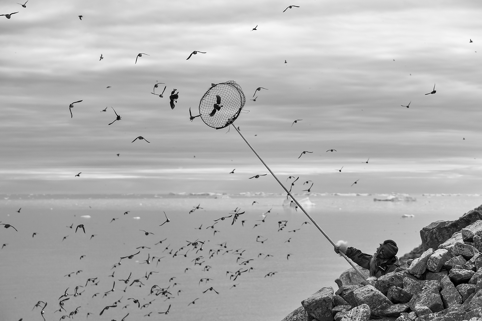 A hunter in North Greenland perches high on a rocky cliff and extends a long pole with a large ring at the end covered with netting to catch in flight a certain type of small seabird—little auks—that are abundant for several months in the spring.