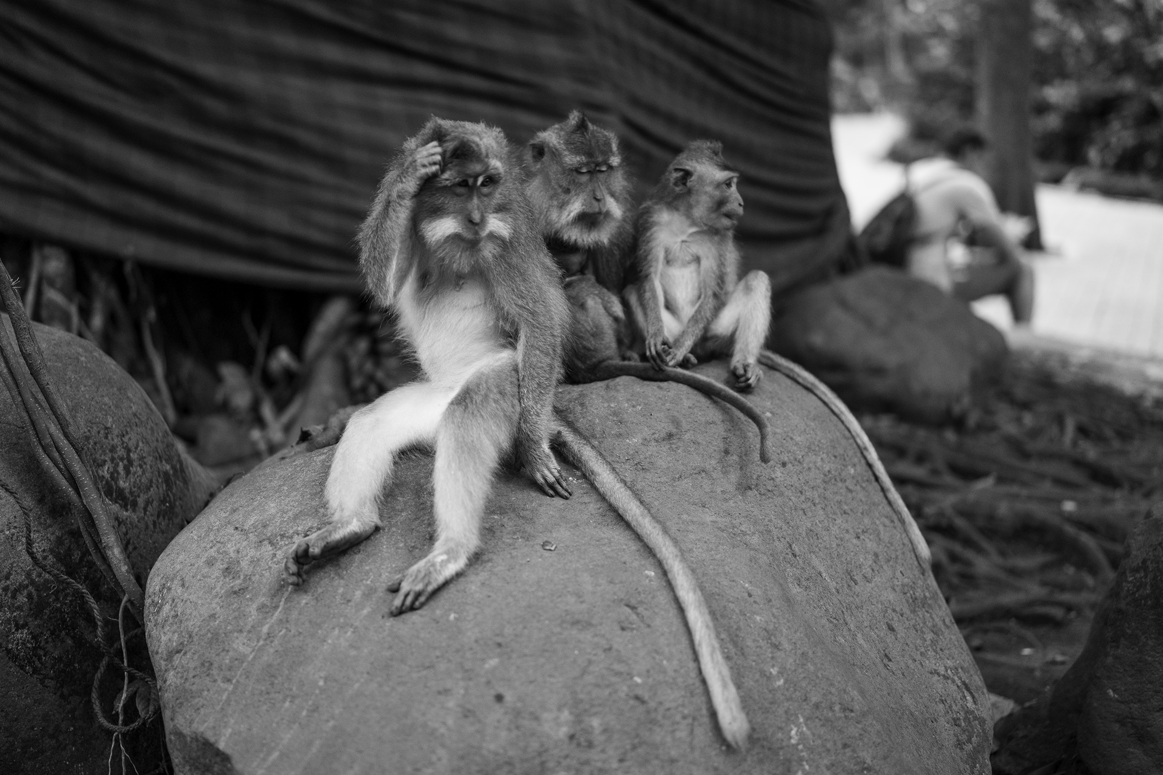 Three monkeys sit on a large rock in the Sacred Monkey Forest Sanctuary in Ubud on the island of Bali, Indonesia, with their long, slim tails trailing down the rock to the right. A person with a backpack also sits on a rock in the blurred background.