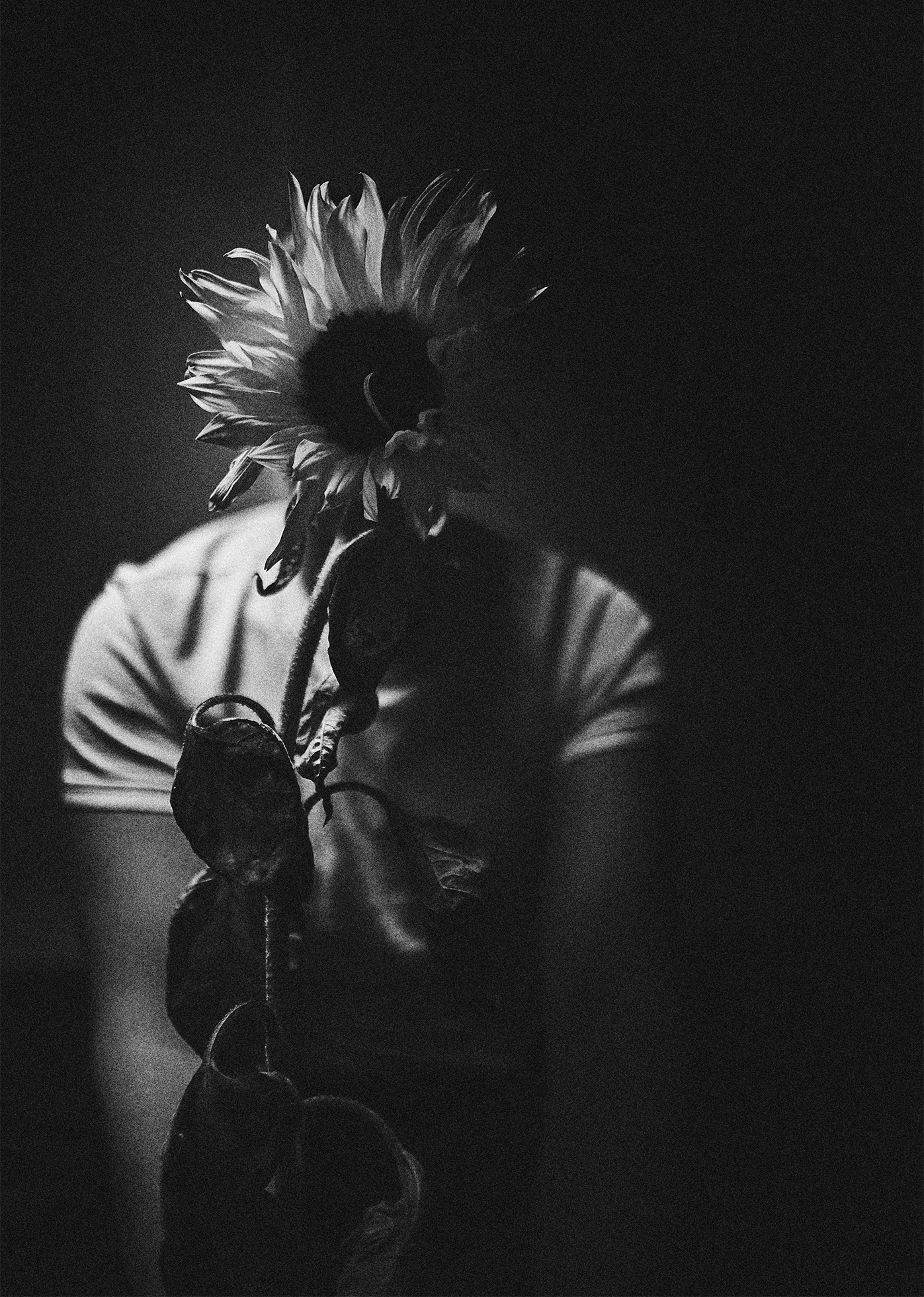 A man with a sunflower in place of his head is wearing a white T-shirt and in shadow except for his sunflower head and upper body. The large sunflower stalk and leaves trail down his body.