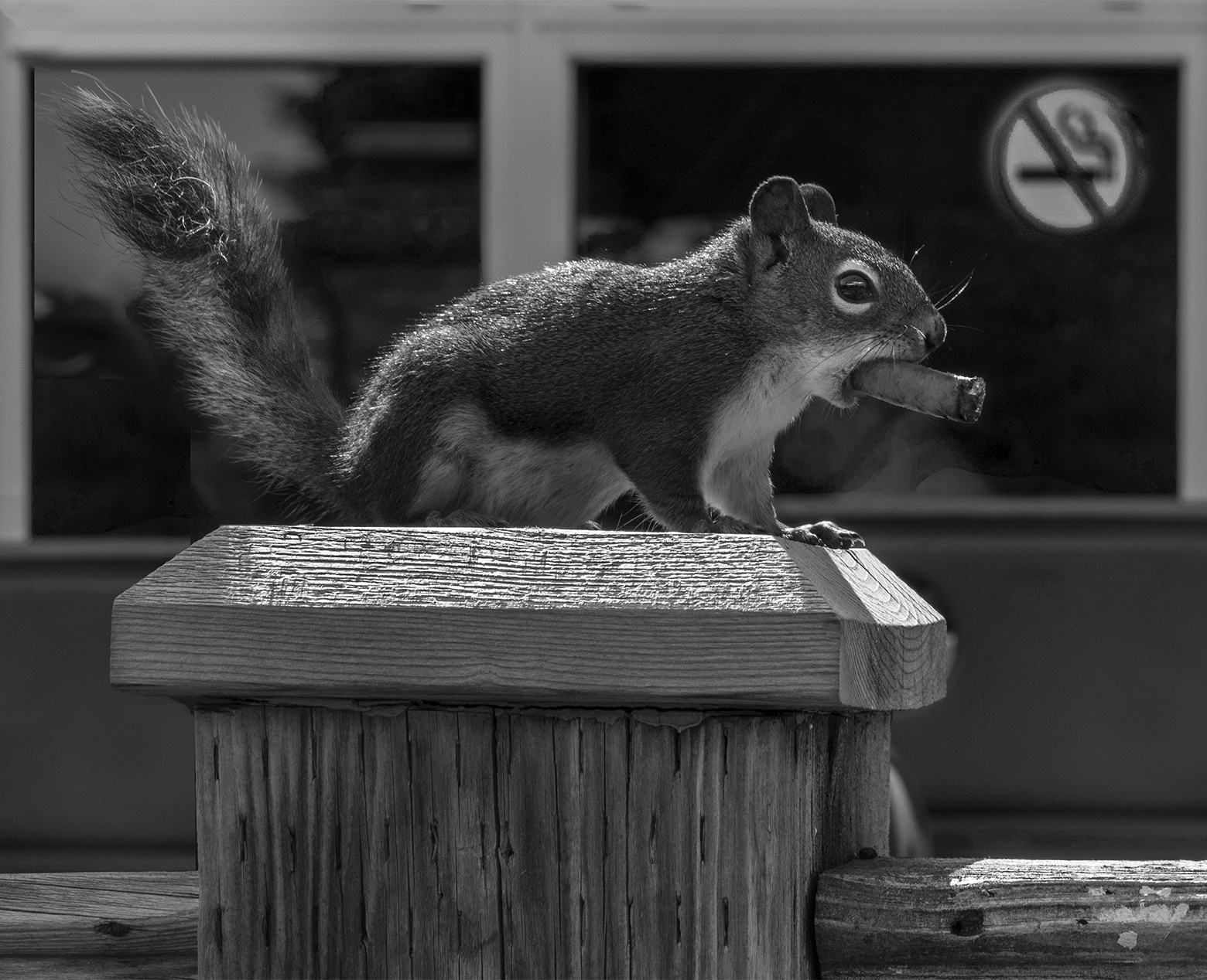 A squirrel with something in its mouth the shape of a cigar stands atop a wooden post in front of a window with a large no smoking symbol displayed.