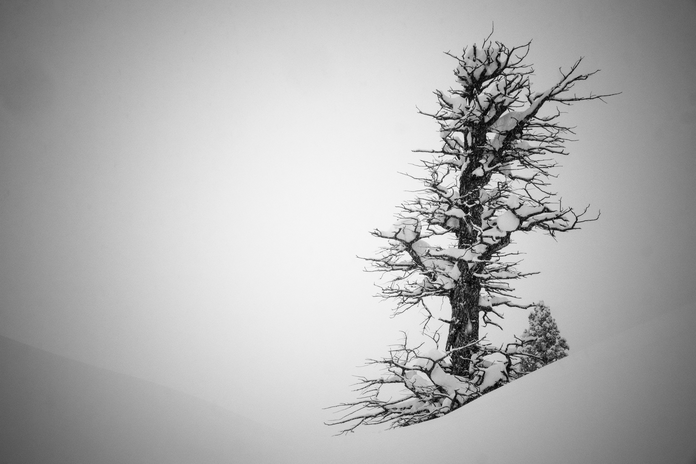 A fir tree snag with snow piled on its bare branches holds its own against a raging snowstorm in the mountains near Crested Butte, Colorado.