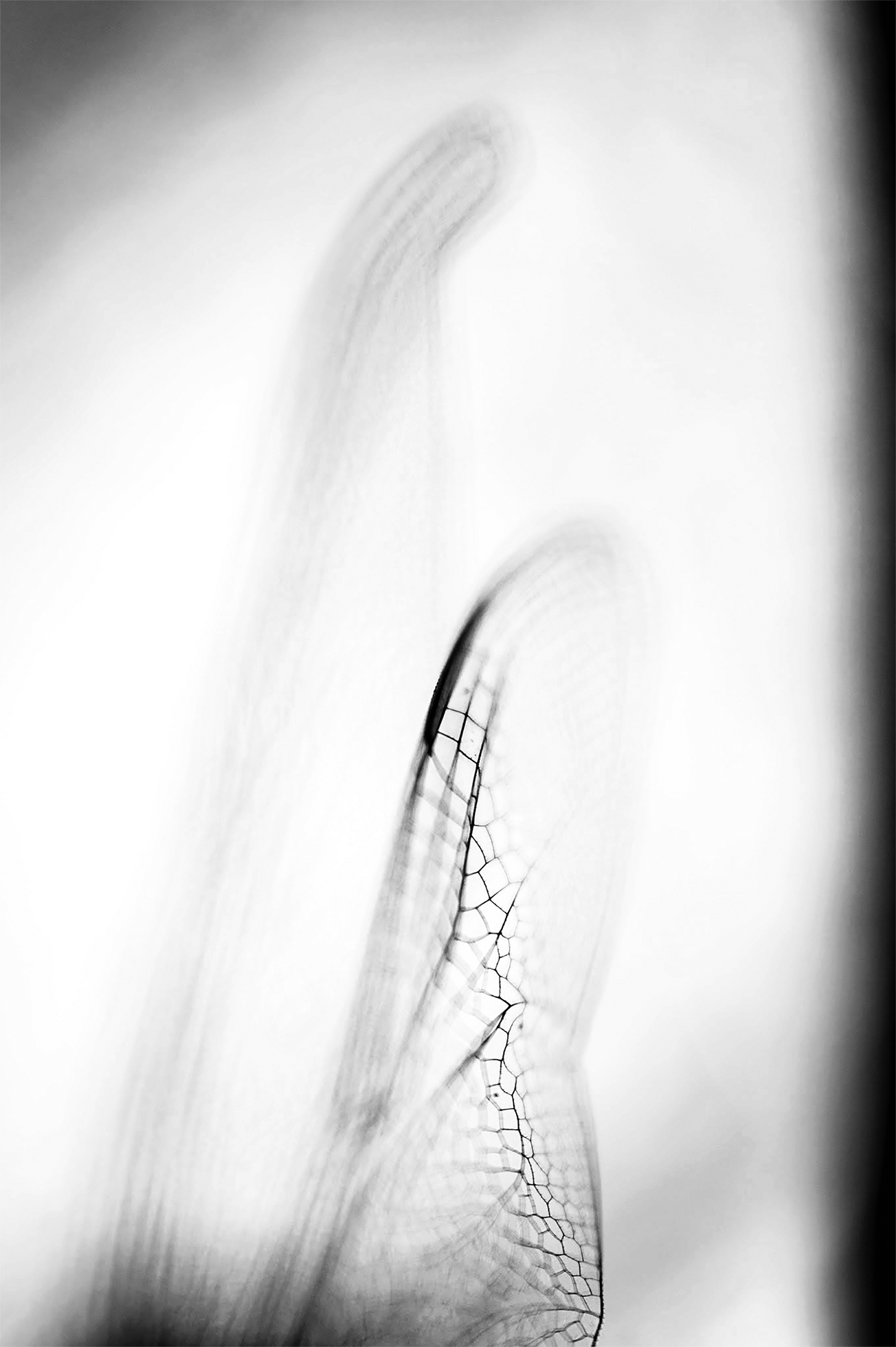 Blurry macro photo of the tops of a dragonfly’s wings with exquisite crosshatching detail in one of the wings.