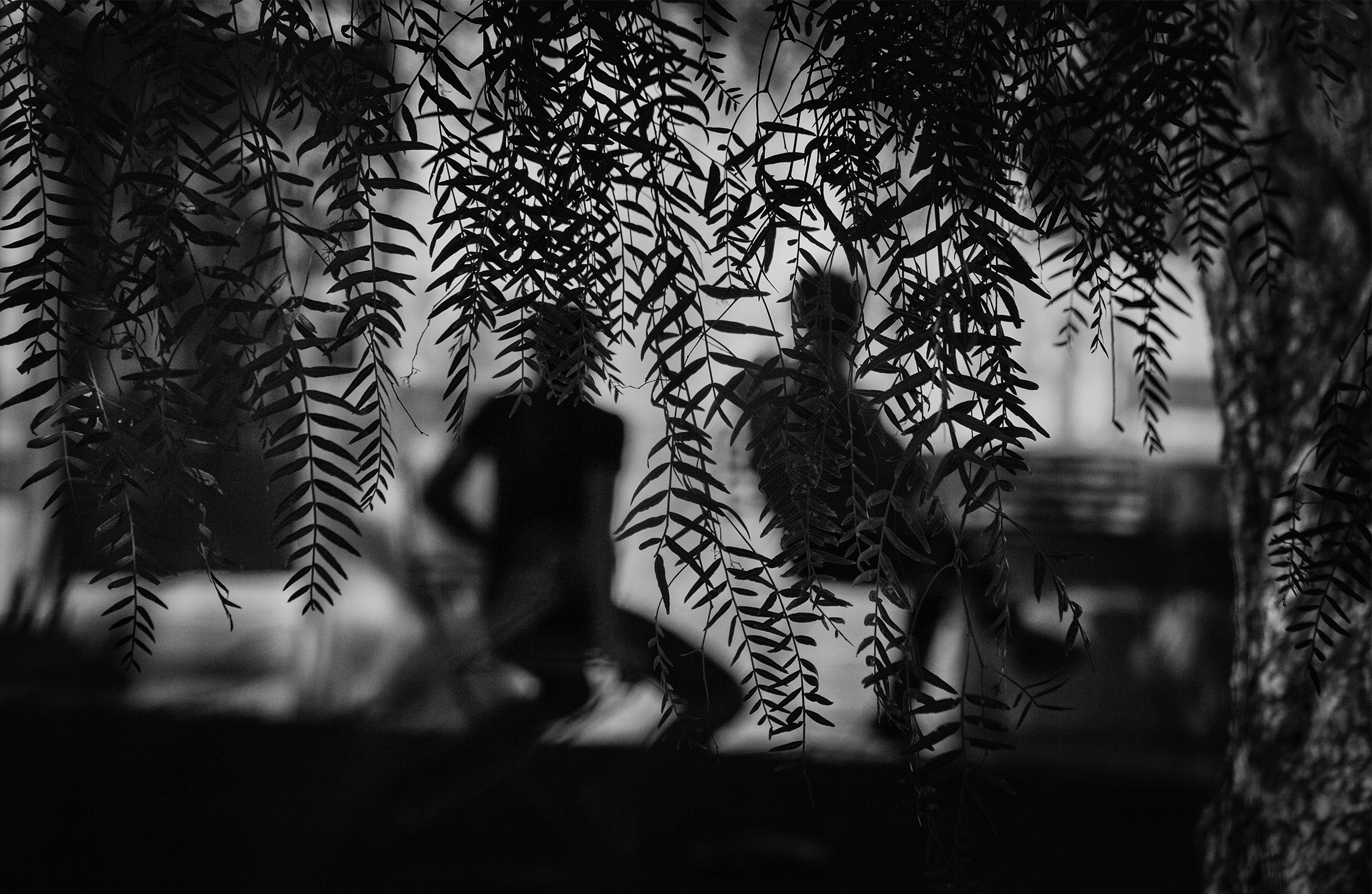 Blurry image with two seated, silhouetted figures behind fernlike leaves dropping down from the top of the image.