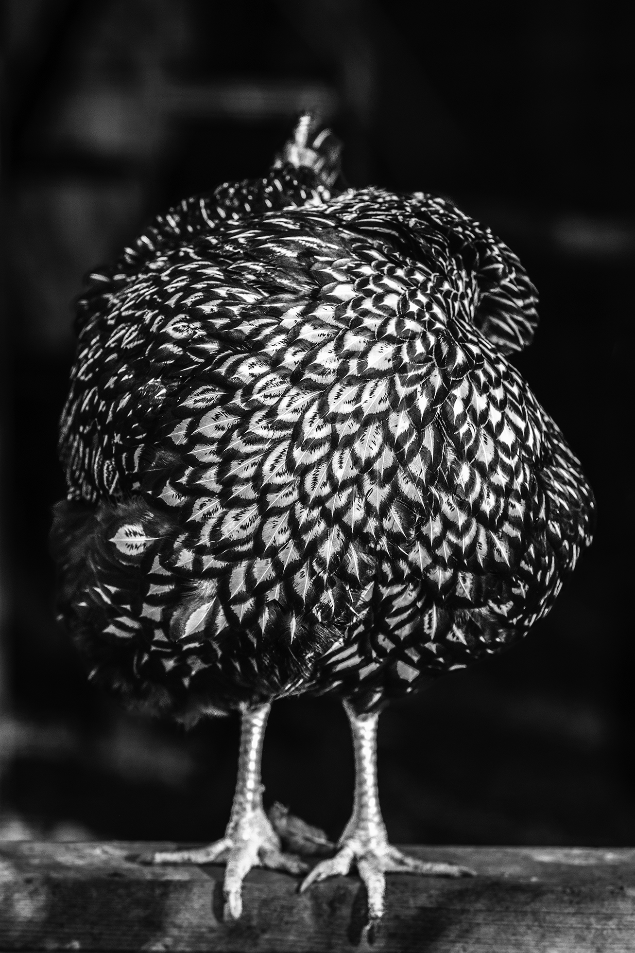 A silver-laced wyandotte tucks her head behind her as she preens in a chicken coop. She stands atop a piece of wood and is centered in the image’s dark, blurry background making her spectacular feather pattern and color all the more engaging.