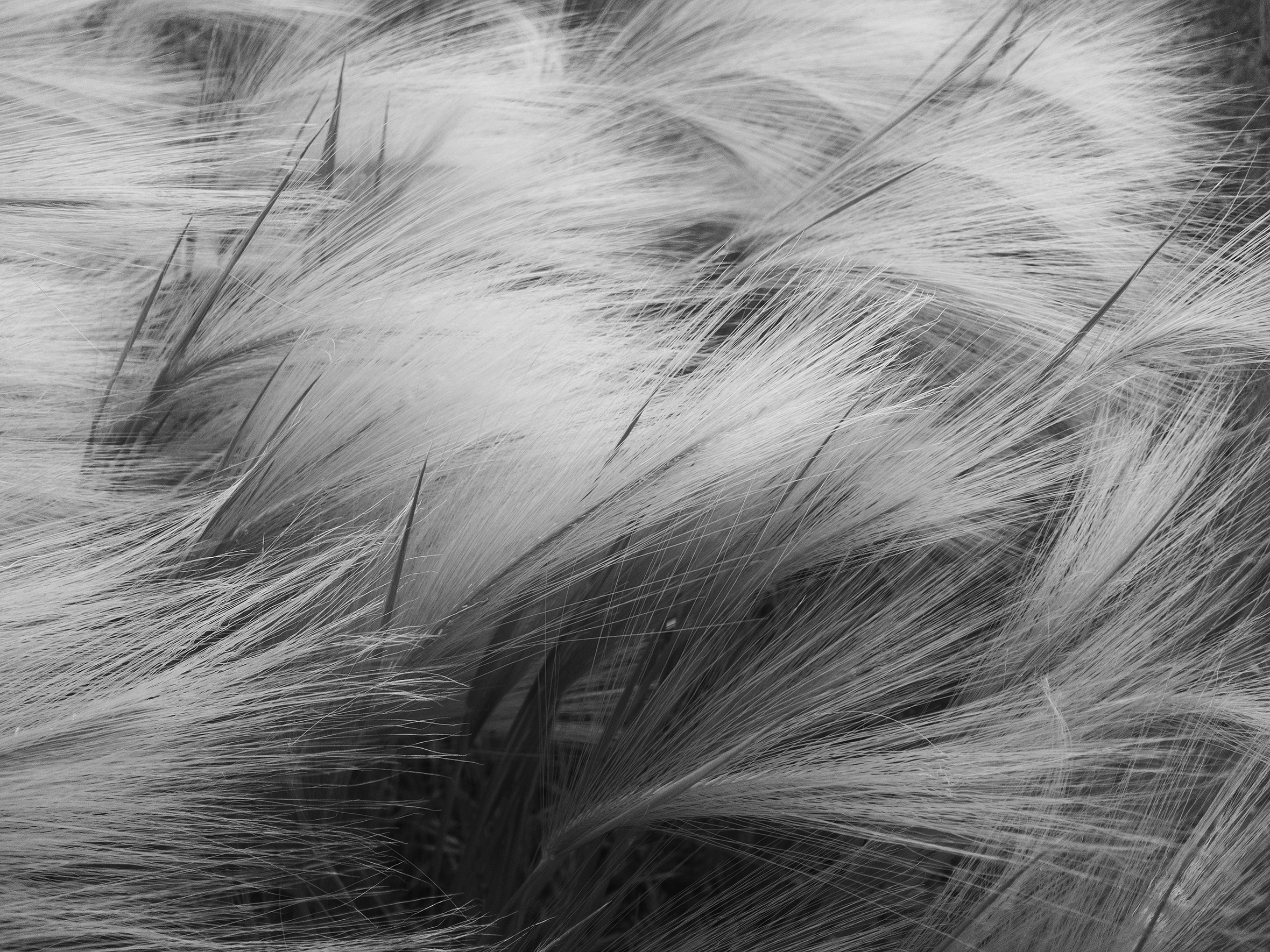 Close-up of long grass bent to the right by wind near railroad tracks not shown. The photo’s lighting makes the grass look soft and fluffy.