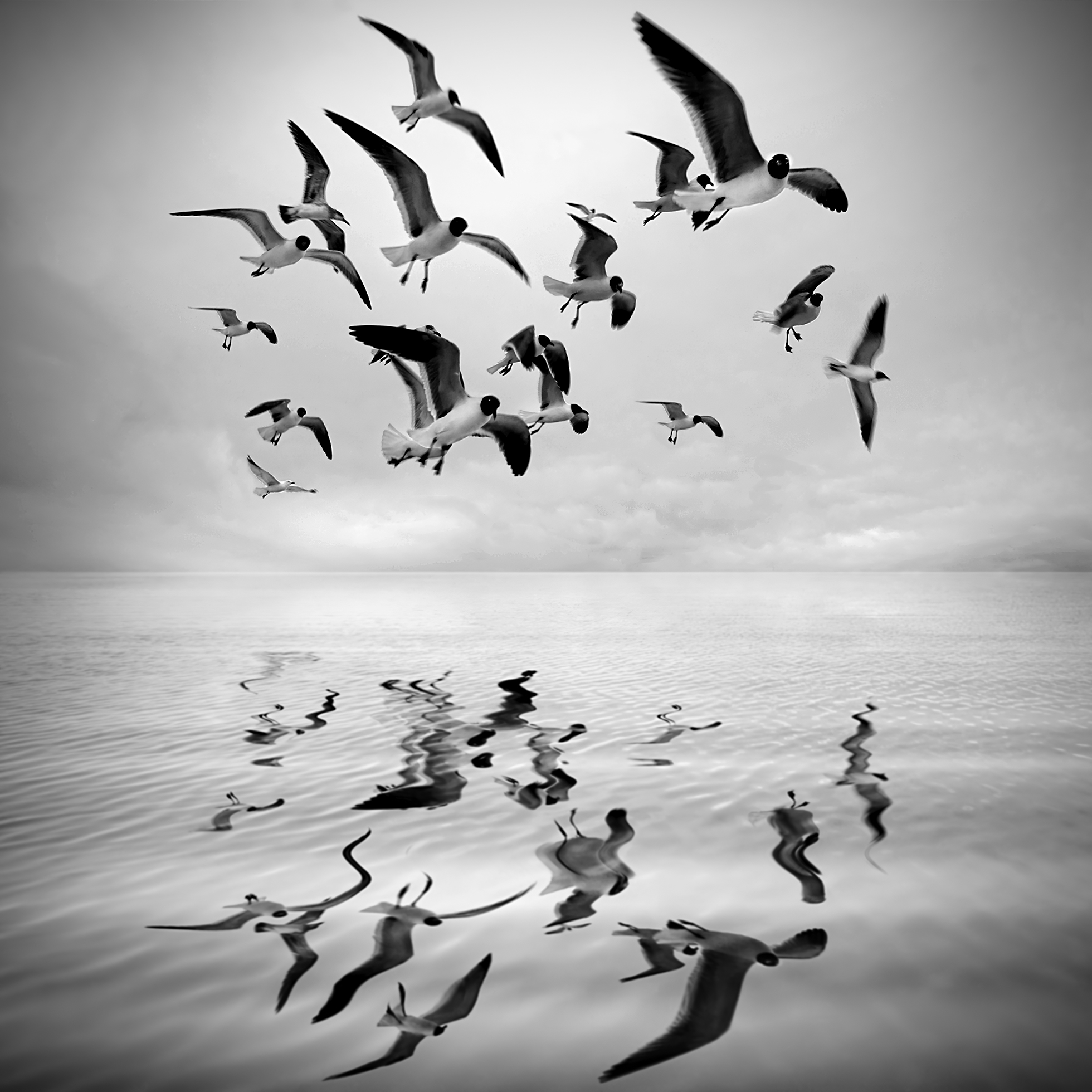 Composite image of seagulls hovering over water creating reflections.