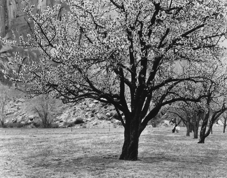 A large flowering tree in a field with several more trees of the same type behind it to the right.