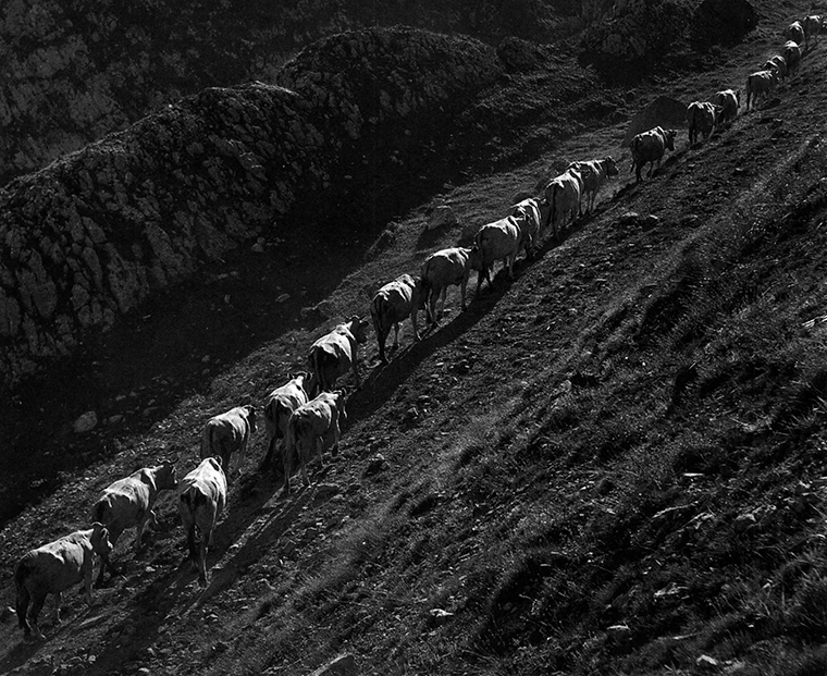 Livestock walk, mostly single file, on hilly terrain.