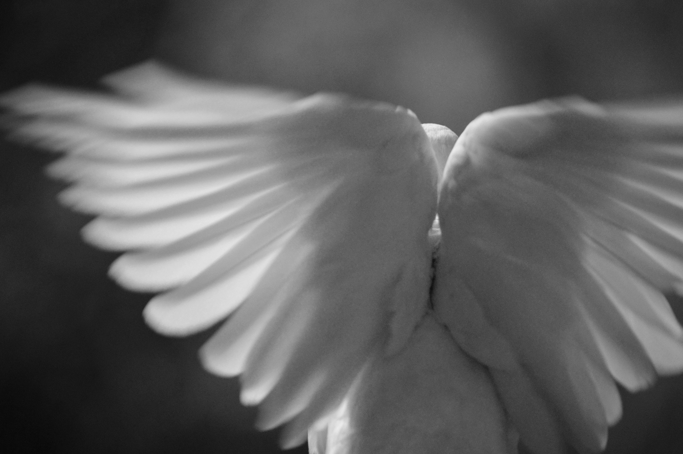 Close-up of the back view of a white bird with its wings up and fanned out, reminiscent of angel wings.