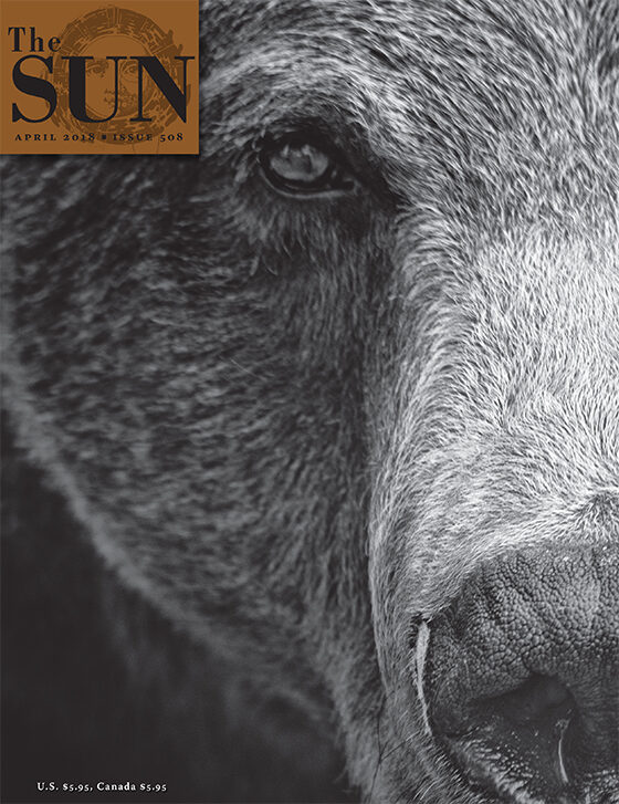 Close-up of the left half of a grizzly bear’s face.