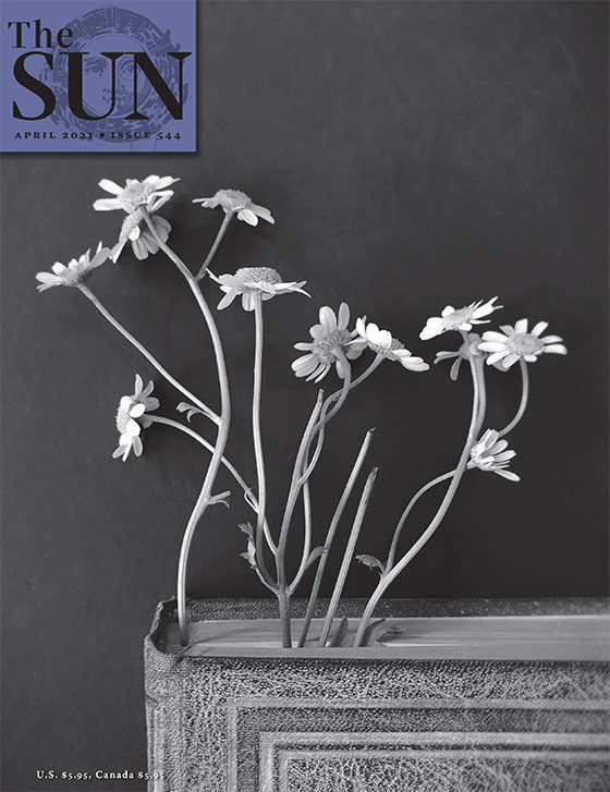 Cover of Issue 544. A few daisies sticking out of a vintage book.