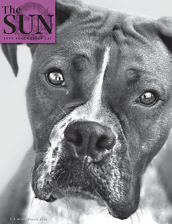 A close-up of a boxer dog staring directly into the camera.