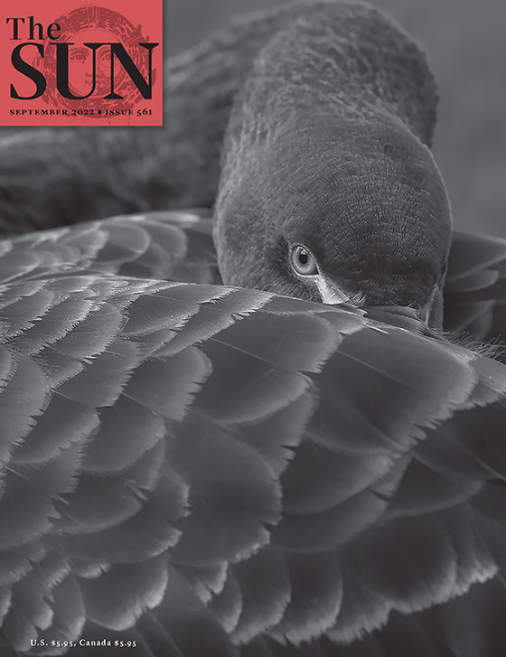 September 2022 cover of The Sun. A black swan faces the camera with its beak tucked under its wing. The photo was taken in Dawlish, UK, a seaside town known for its black swans.