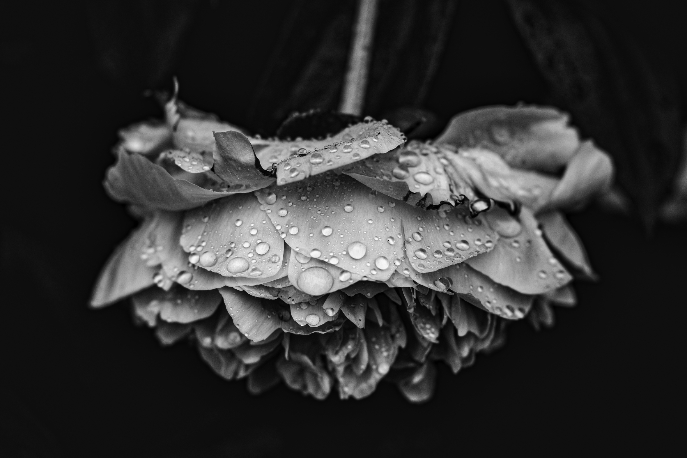 Close-up of a flower suspended upside down from the top center of the photo against a black background. The flower is wide and has many short petals that have water droplets on them.