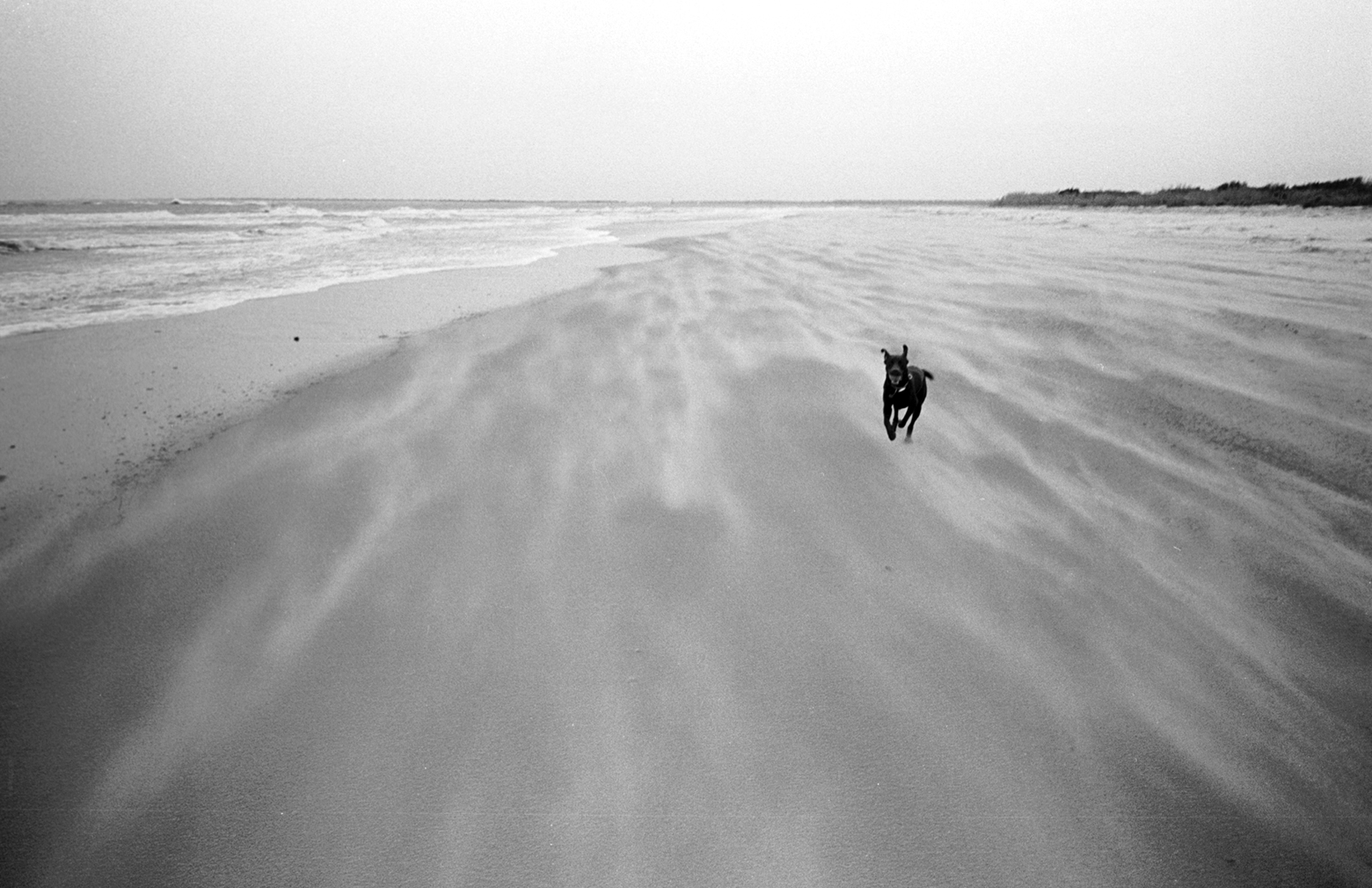 A medium-sized black dog running on the beach.