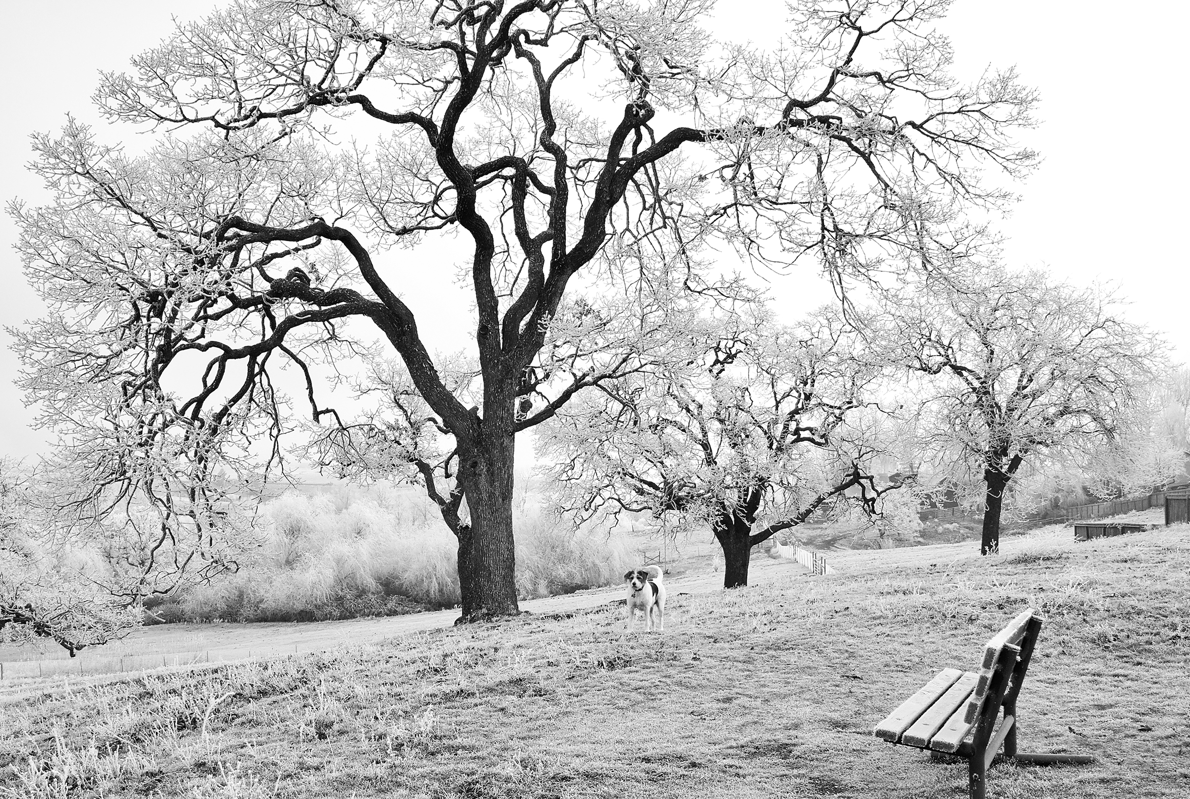 A park setting with several bare-branched trees, a wooden bench, and a small dog in the middle ground looking into the camera.