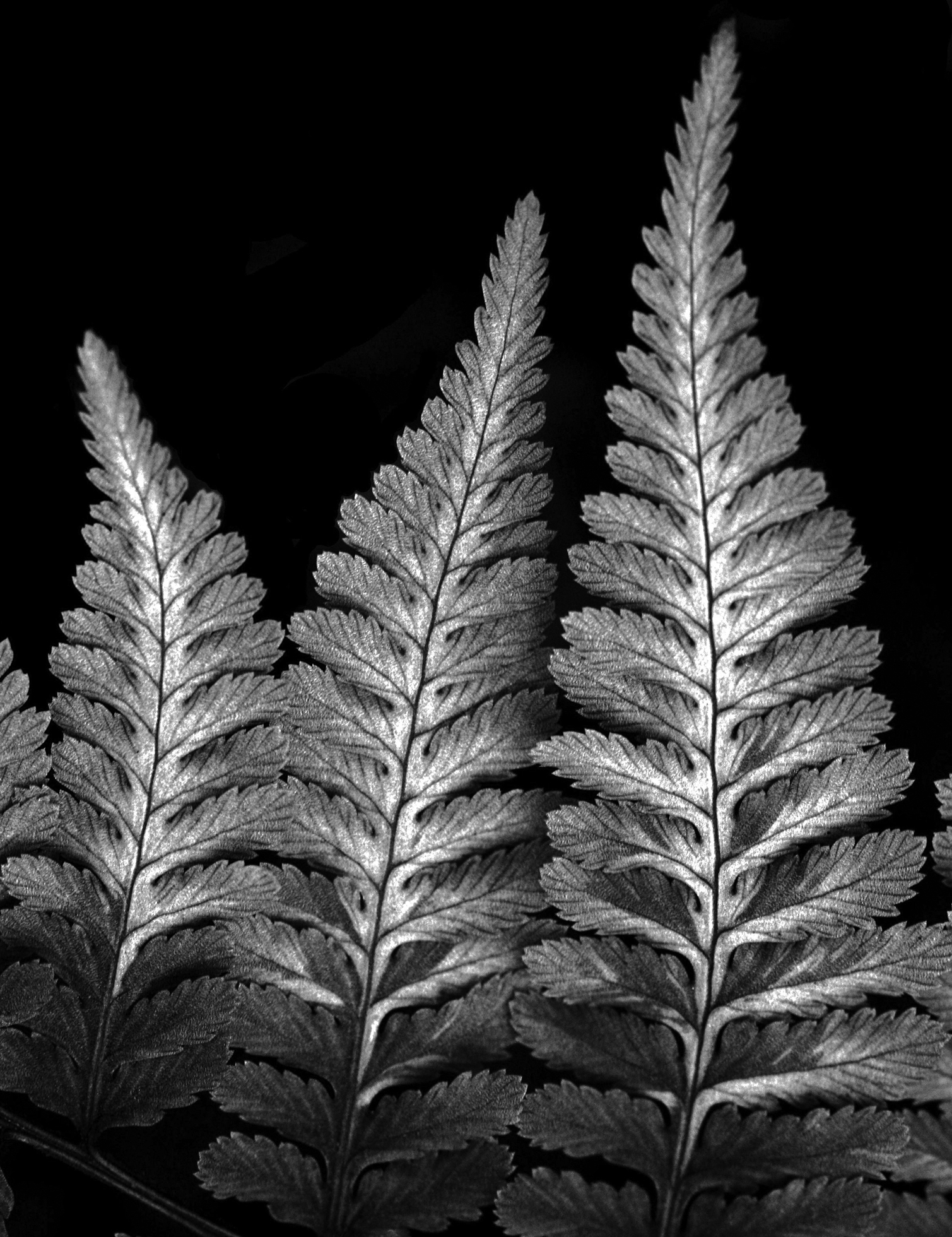 Close-up of three fern fronds against a black background. The fronds are positioned from shortest to tallest, left to right, and appear to be standing tall on their stalks.