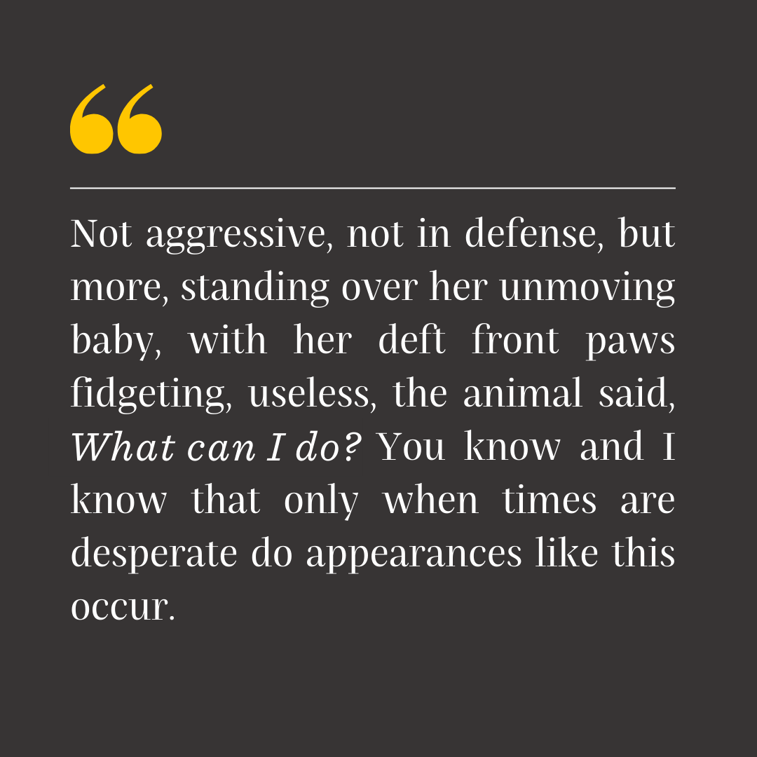 Not aggressive, not in defense, but more, standing over her unmoving baby, with her deft front paws fidgeting, useless, the animal said, What can I do? You know and I know that only when times are desperate do appearances like this occur.