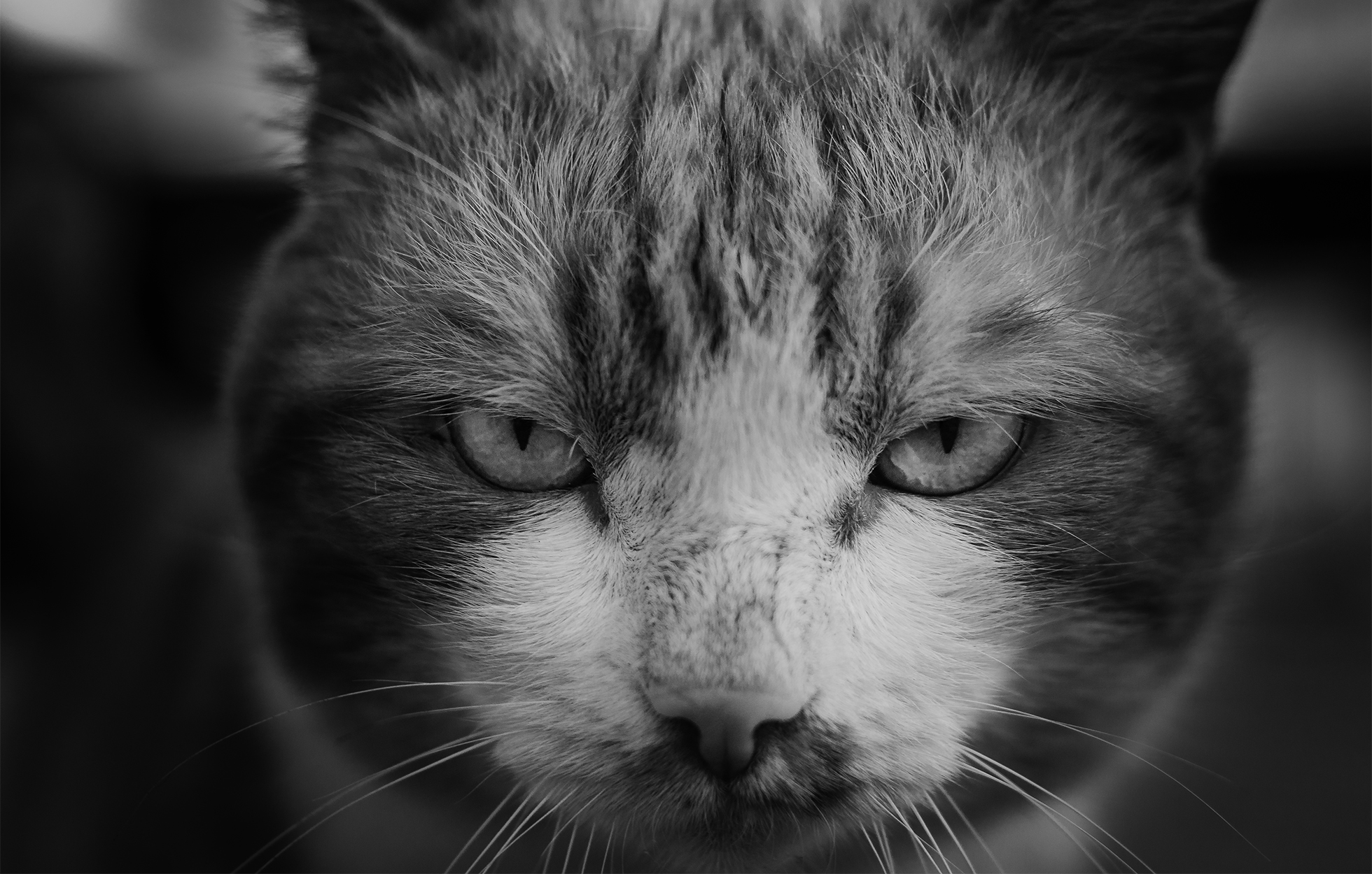 Close-up of a cat’s face. The cat is medium-colored with a large white area around its nose and in between its eyes.