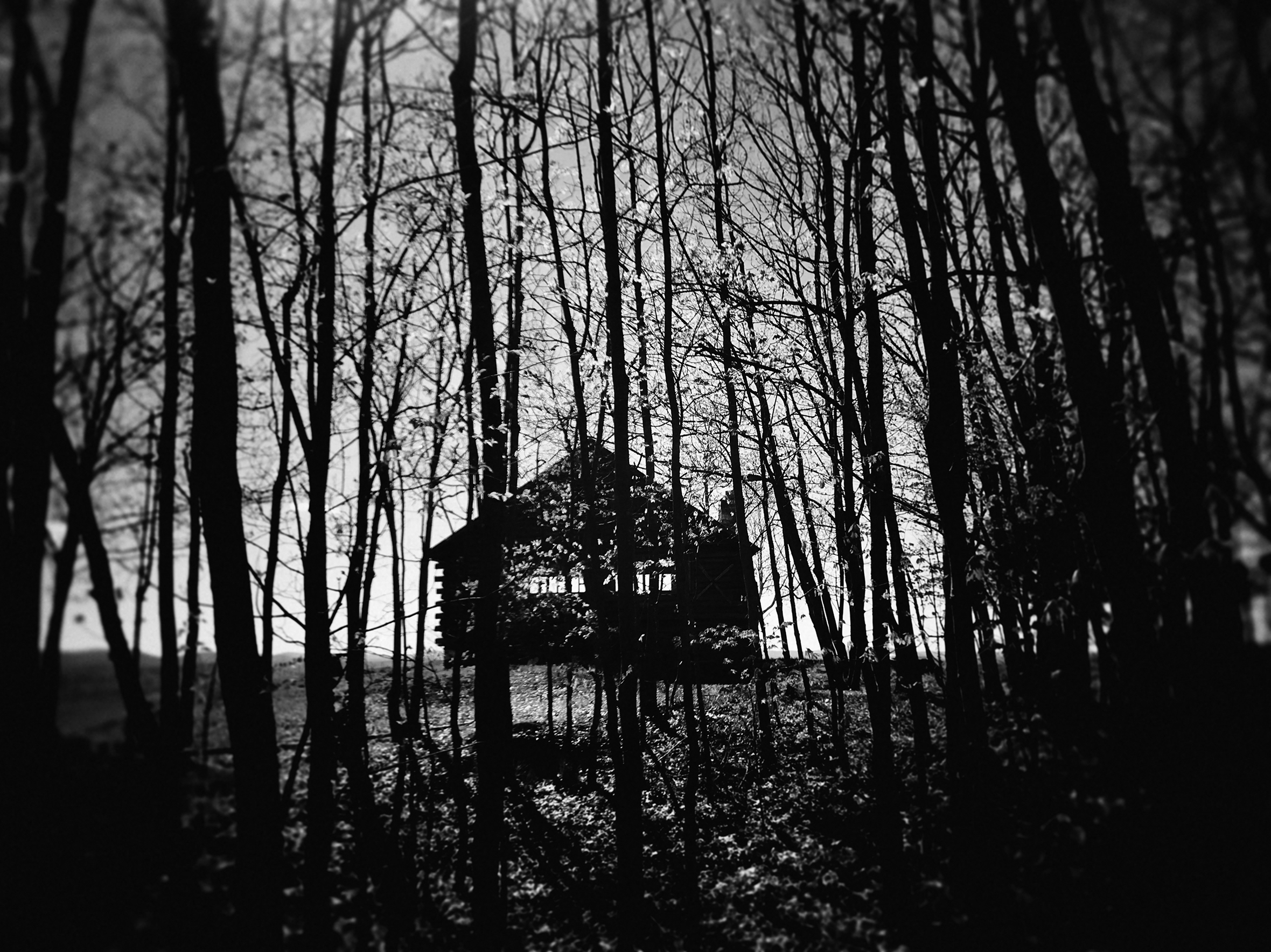 A house near hiking trails in Westminster, Vermont, seen through a stand of trees that has lost its leaves.