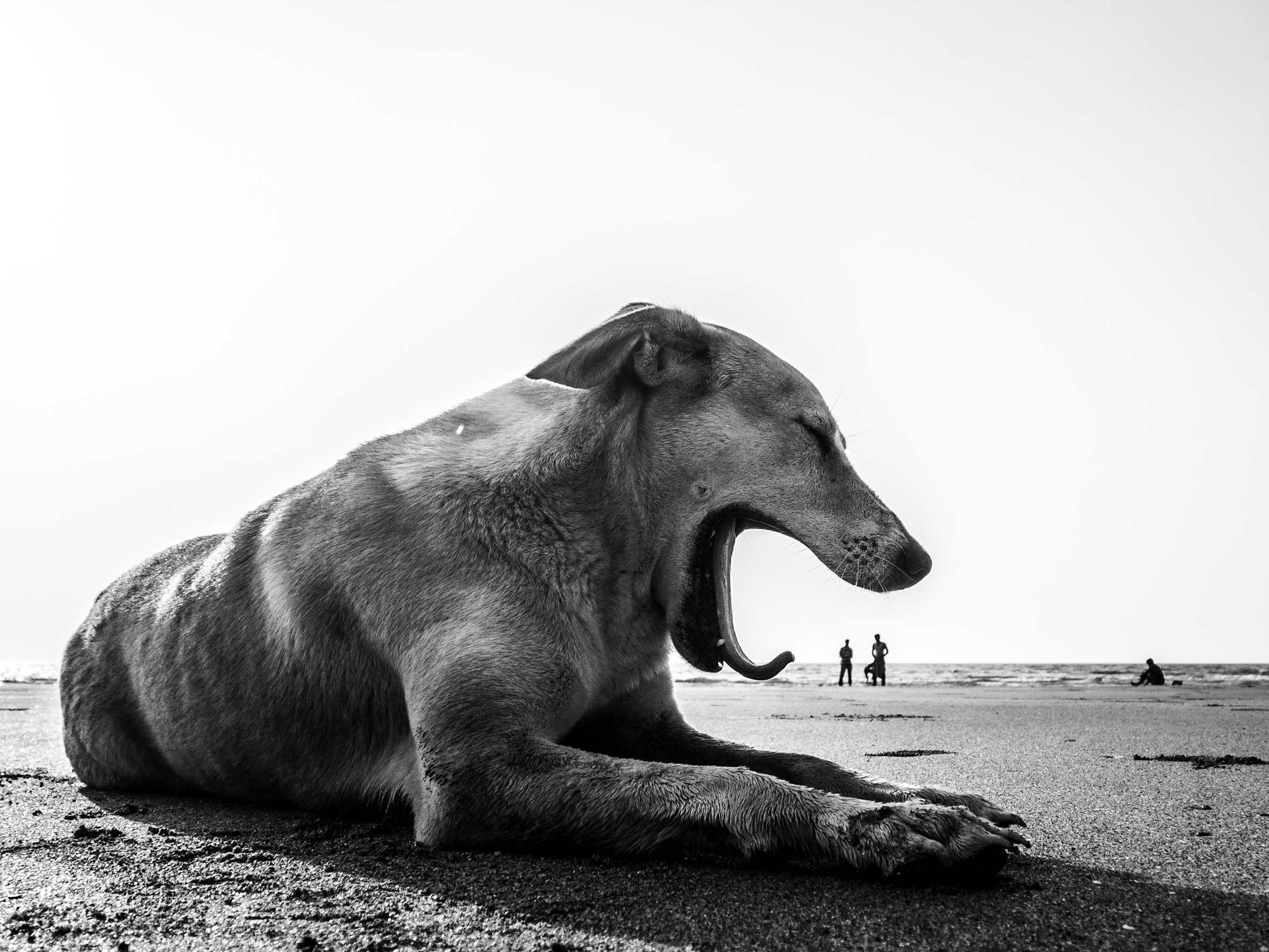 A medium-size dog yawns while resting on the beach. A few people are in the background by the water.